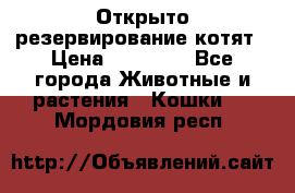 Открыто резервирование котят › Цена ­ 15 000 - Все города Животные и растения » Кошки   . Мордовия респ.